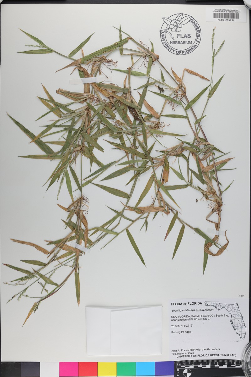 Tropical Signalgrass photo 2
