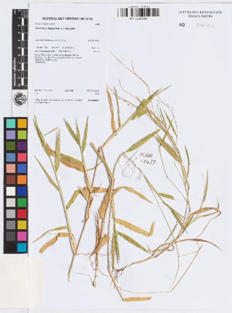 Tropical Signalgrass photo 3