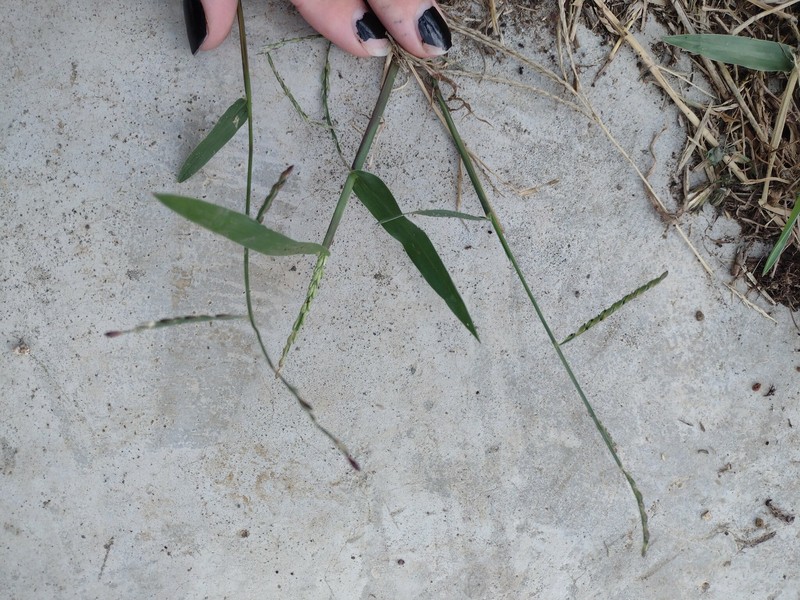 Tropical Signalgrass