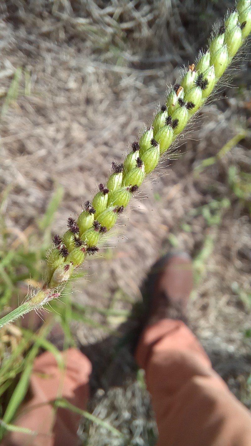 Spreading Liverseed Grass photo 8