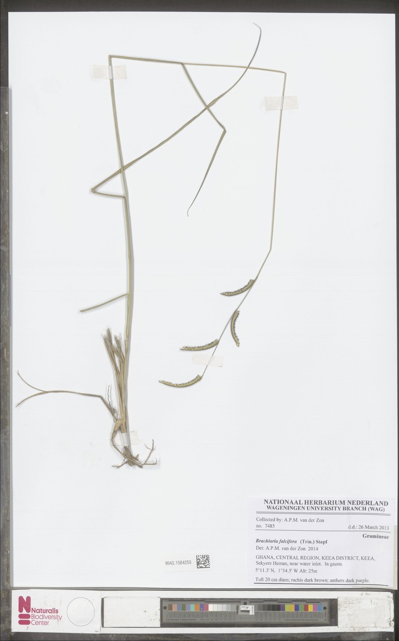 Urochloa falcifera