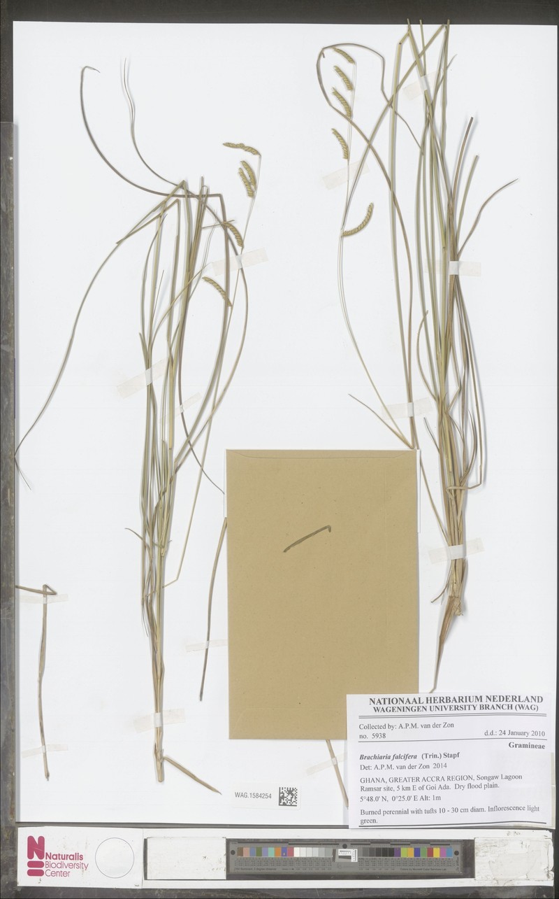 Urochloa falcifera photo 2