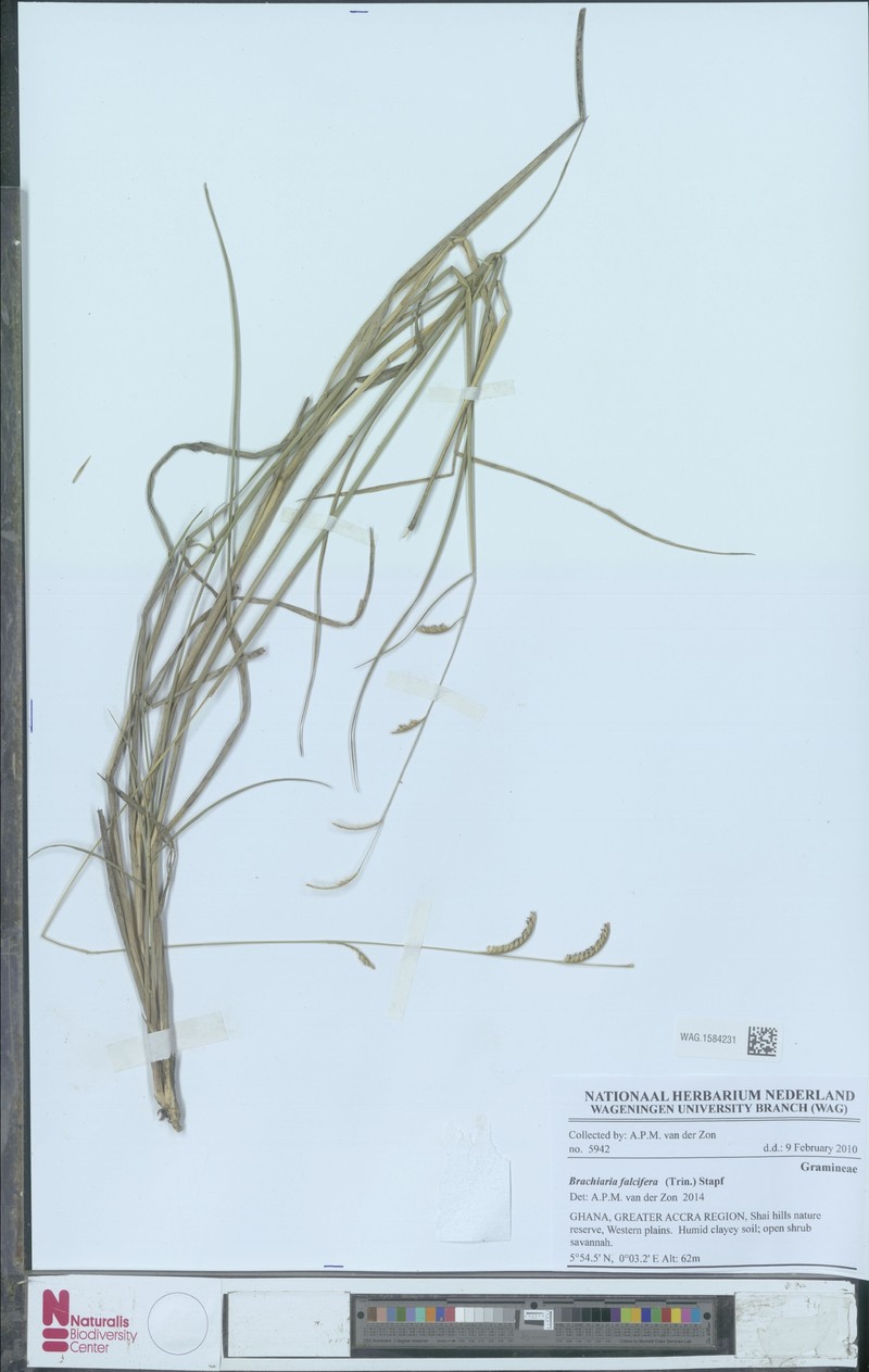 Urochloa falcifera photo 3
