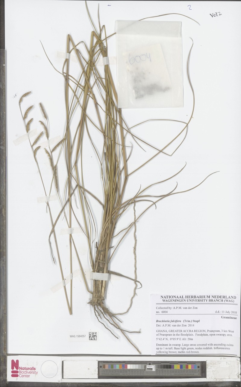 Urochloa falcifera photo 4