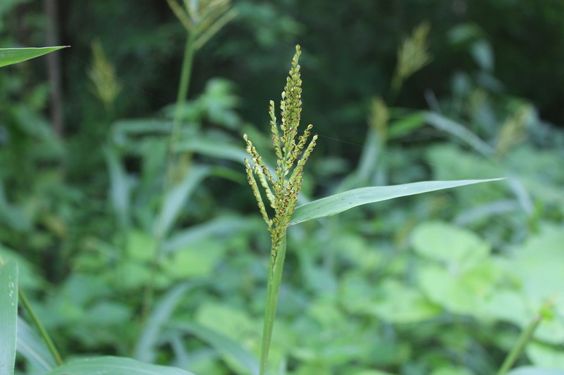 Browntop Signalgrass photo 3