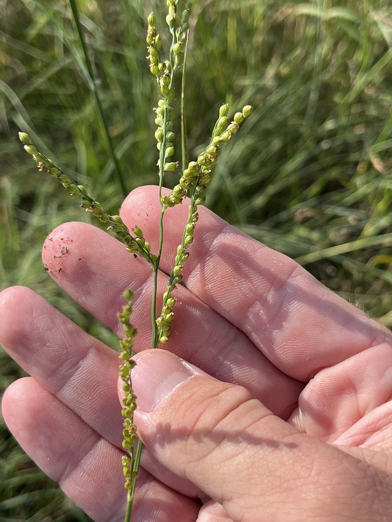 Browntop Signalgrass photo 4
