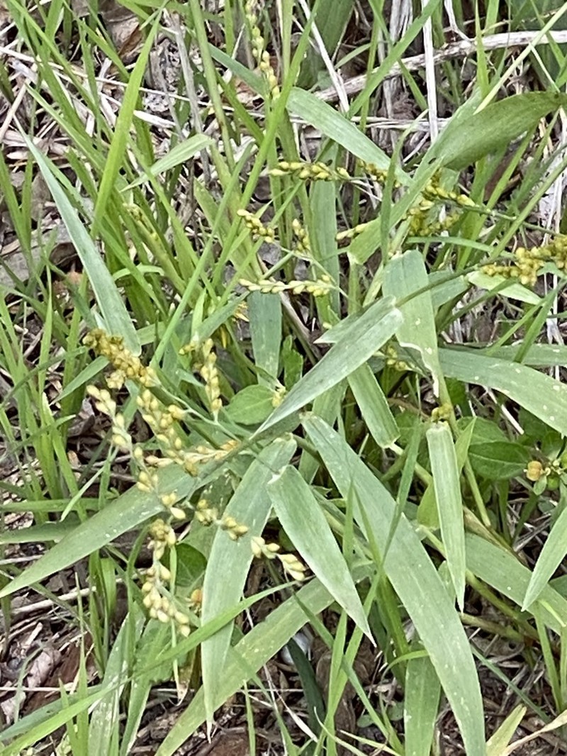 Browntop Signalgrass photo 7