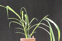 Browntop Signalgrass