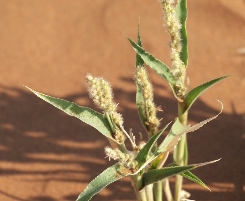 Urochloa glomerata photo 2