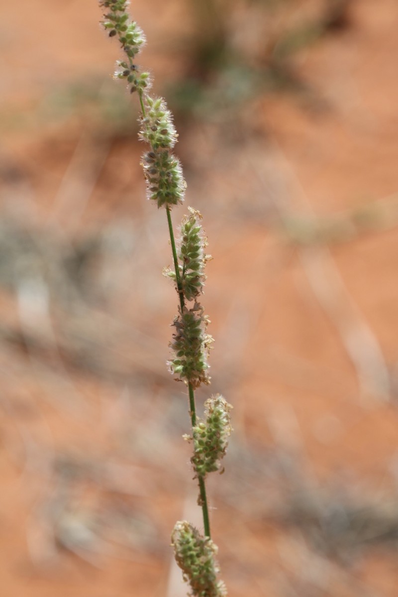 Urochloa glomerata photo 3