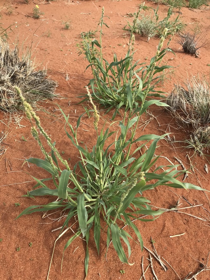 Urochloa glomerata photo 4