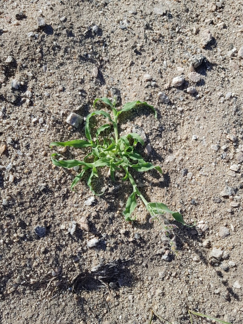 Urochloa glomerata photo 5