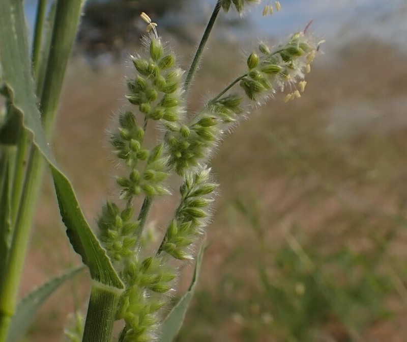 Urochloa glomerata photo 6