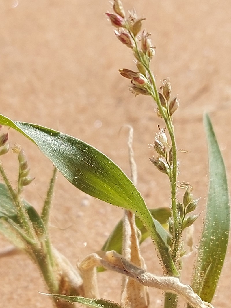 Urochloa glomerata photo 7