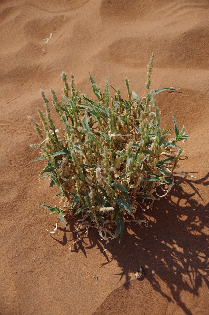 Urochloa glomerata photo 8