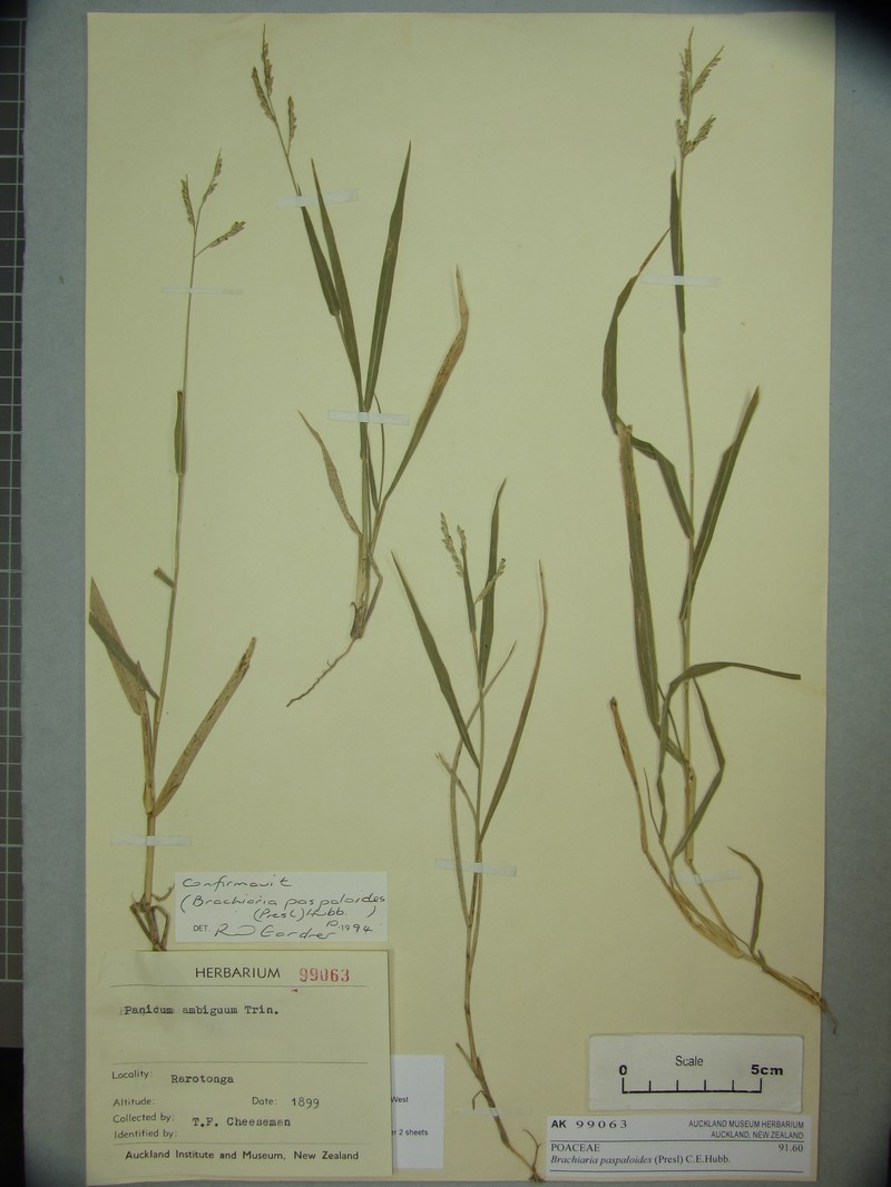 Thurston Grass photo 3