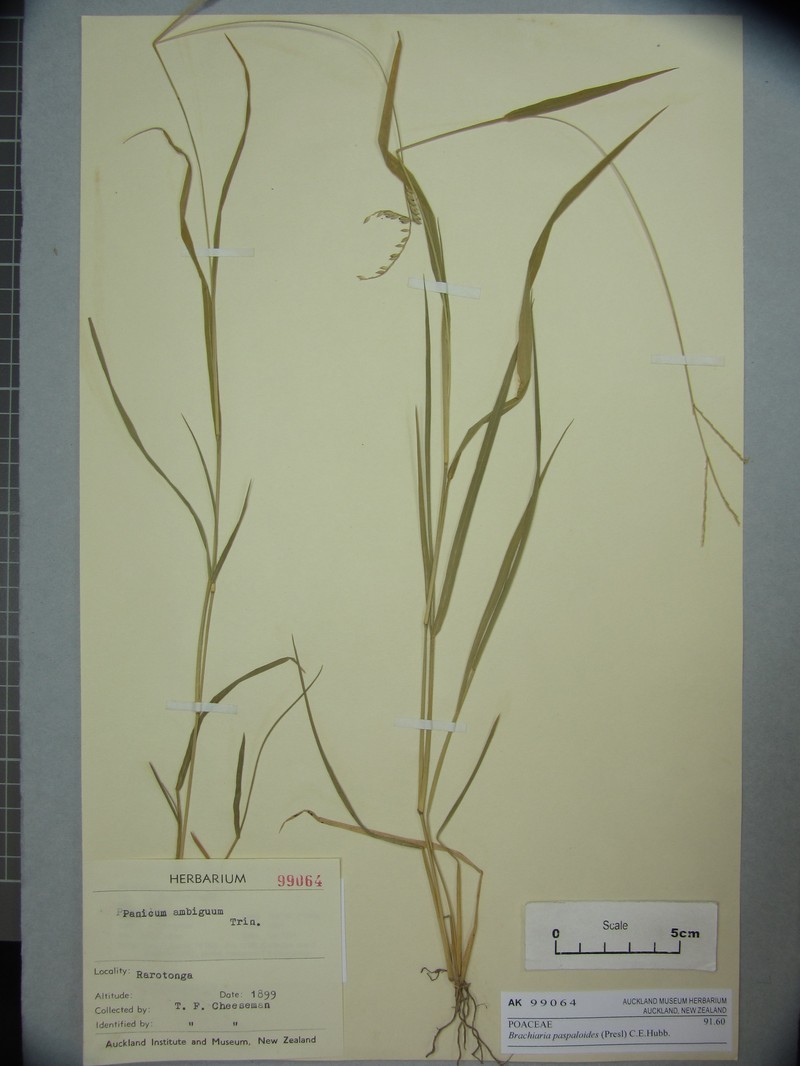 Thurston Grass photo 4