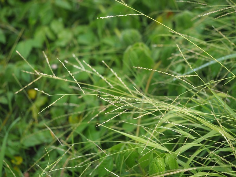 Thurston Grass photo 5