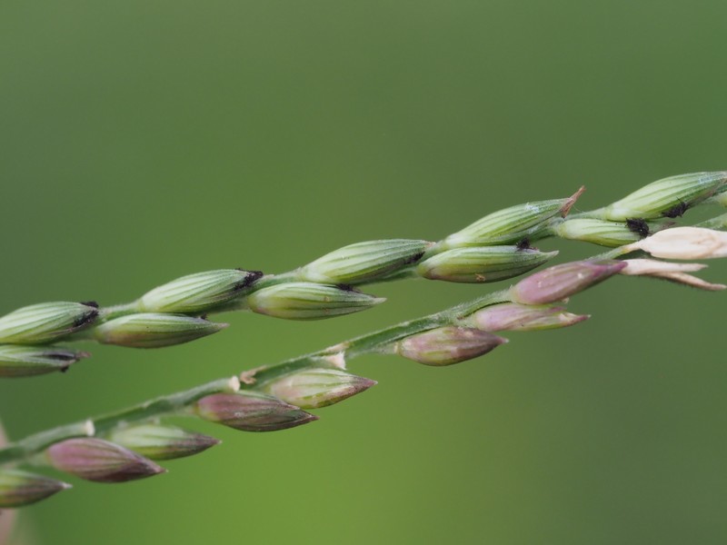 Thurston Grass photo 6