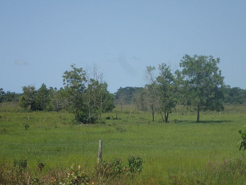 Koronivia Grass