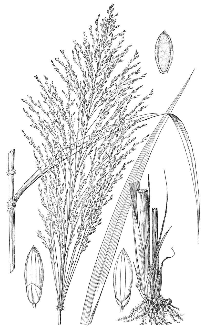 Guineagrass photo 2