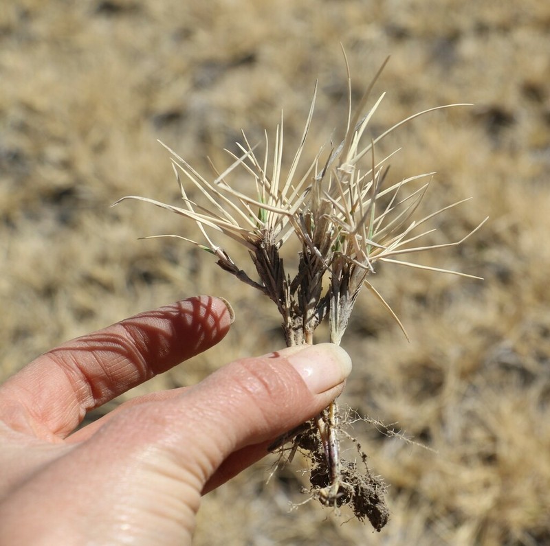 Urochloa marlothii
