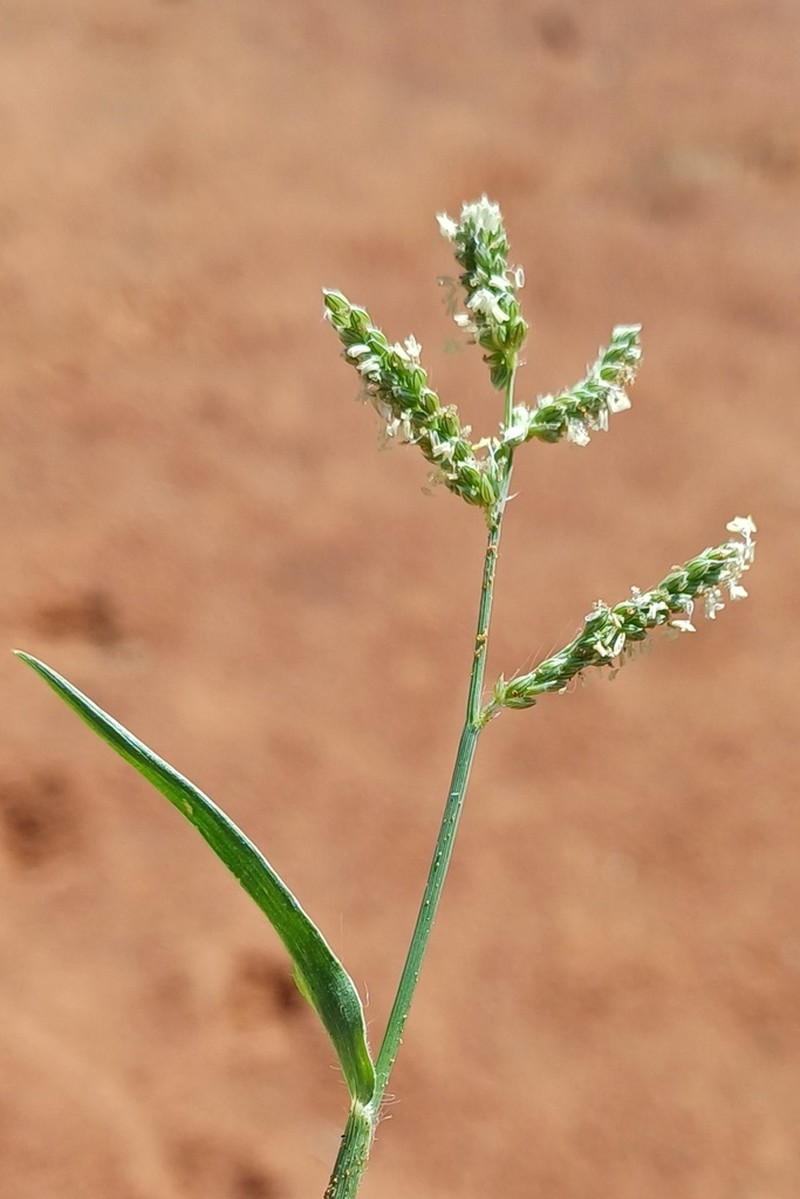 Urochloa marlothii photo 2