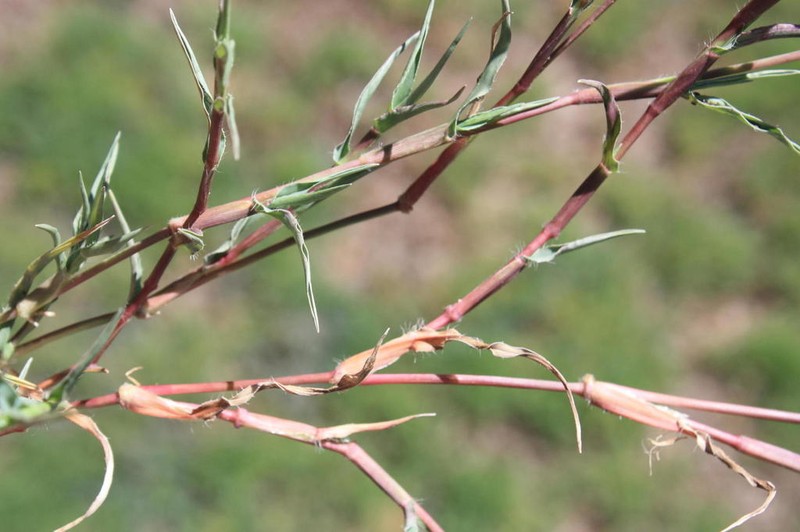 Urochloa marlothii photo 3