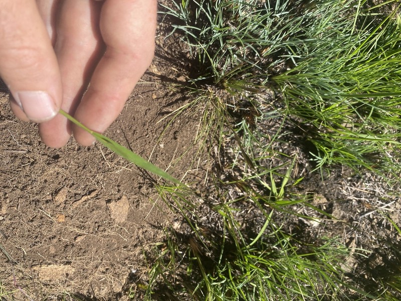 Urochloa marlothii photo 4