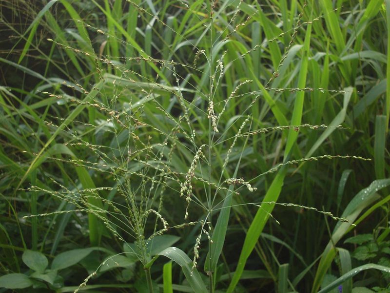 Guineagrass photo 3