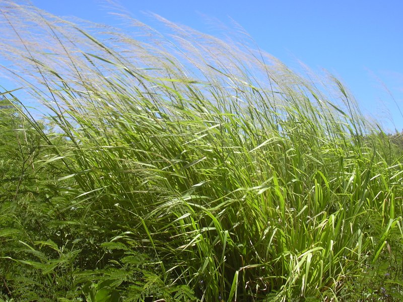 Guineagrass photo 4