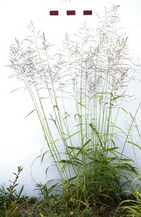 Guineagrass
