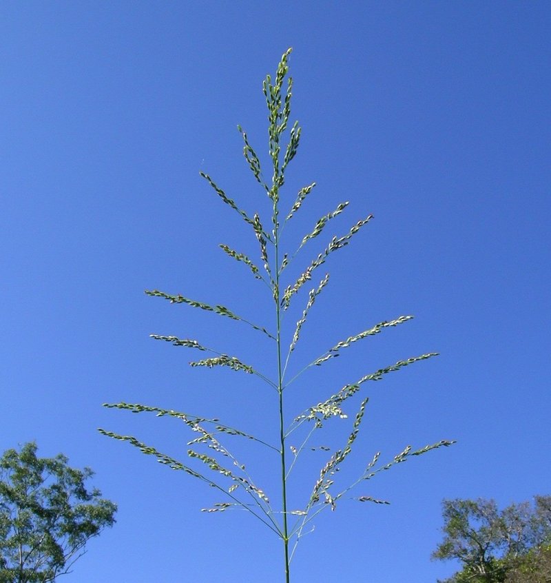 Guineagrass photo 5