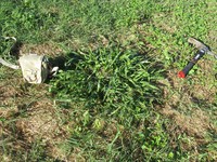 African Liverseed Grass
