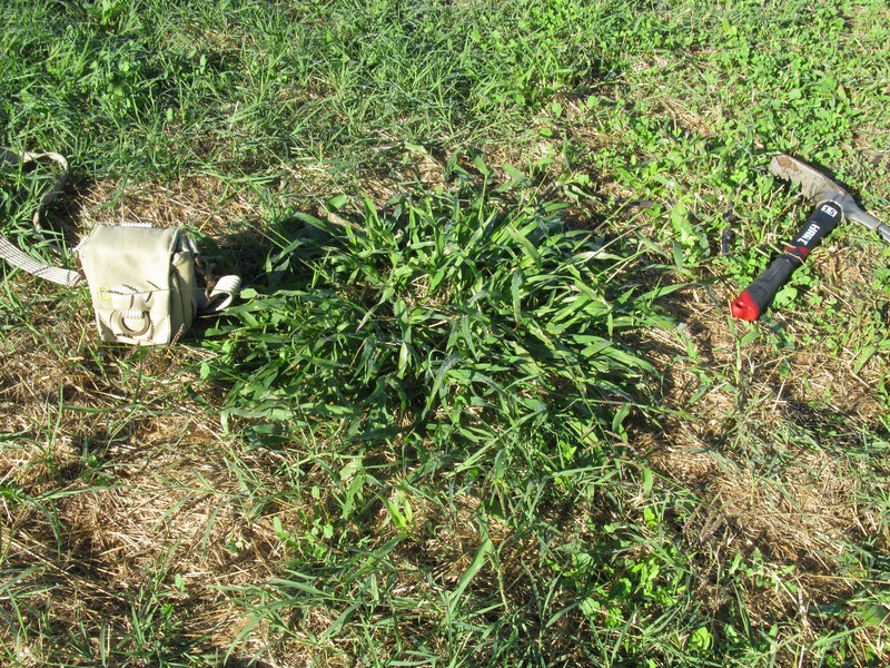 African Liverseed Grass
