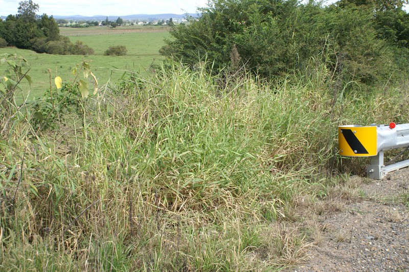 Para Grass photo 5