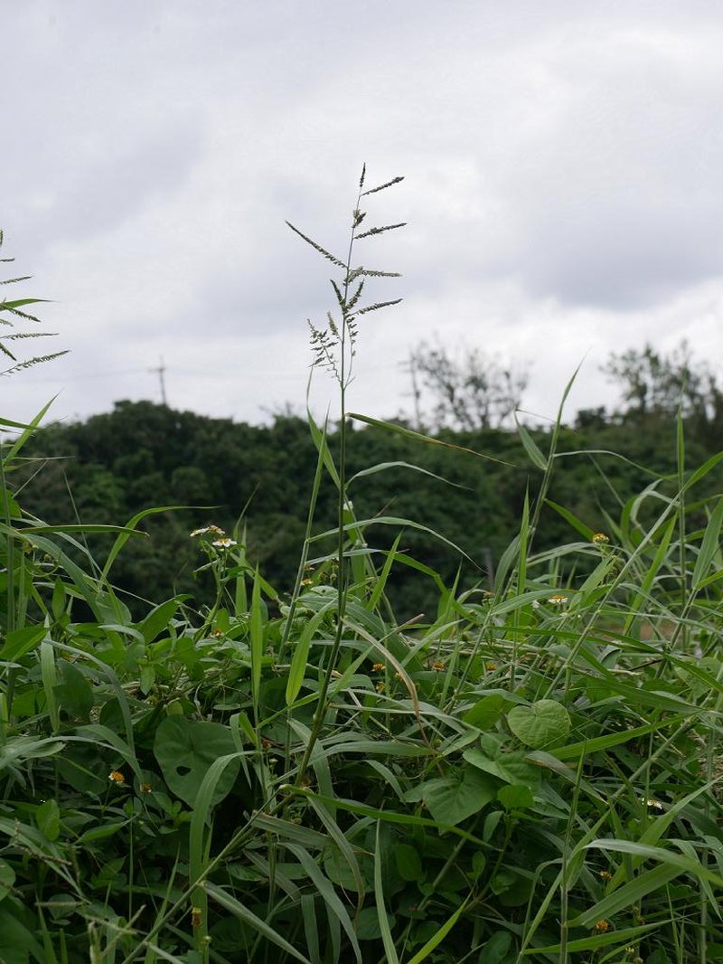 Para Grass photo 6