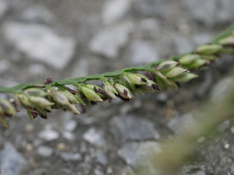 Para Grass photo 7