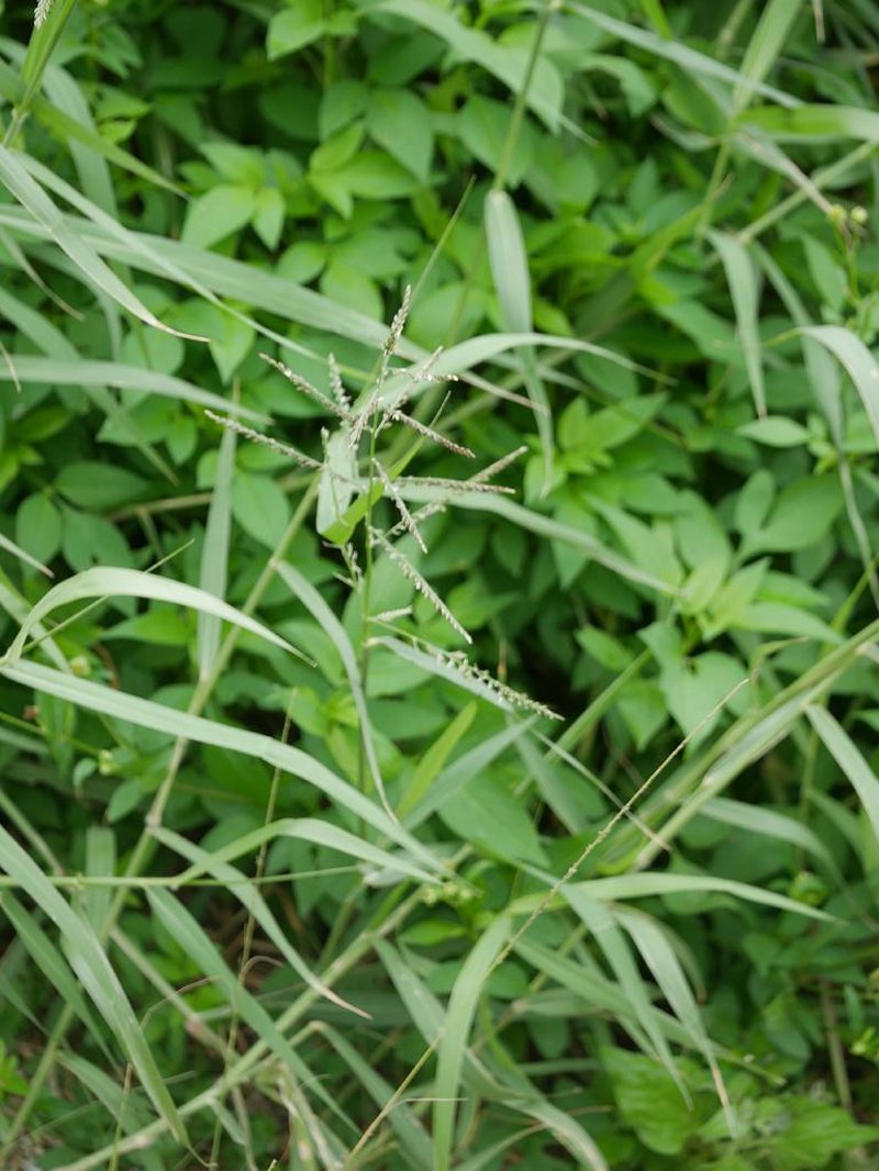 Para Grass photo 8