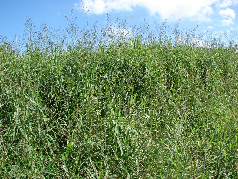Para Grass photo 2