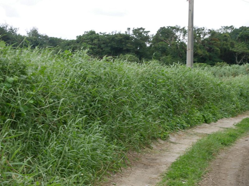 Para Grass photo 4