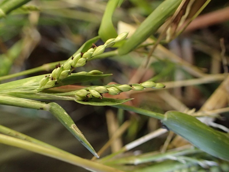 Urochloa nana