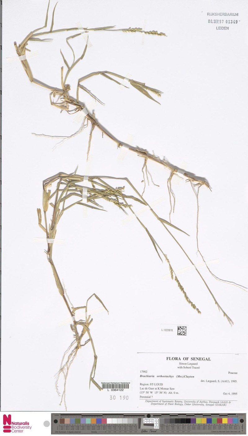 Urochloa orthostachys