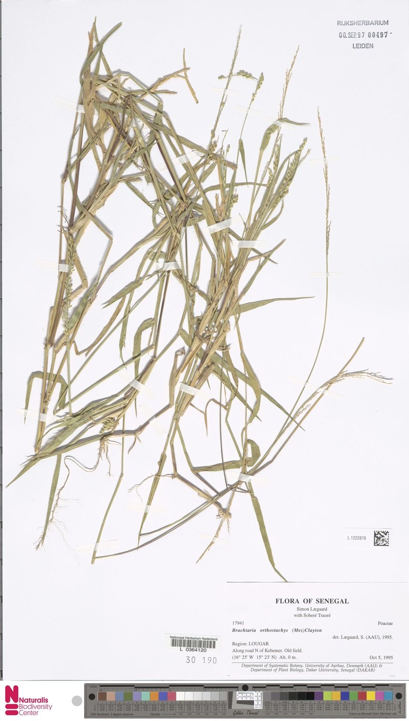 Urochloa orthostachys photo 2