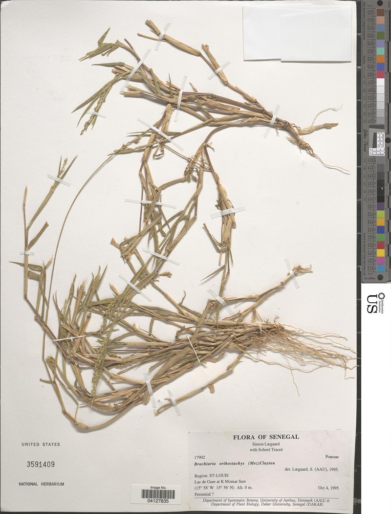 Urochloa orthostachys photo 3