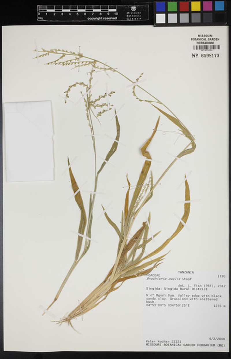 Urochloa ovalis