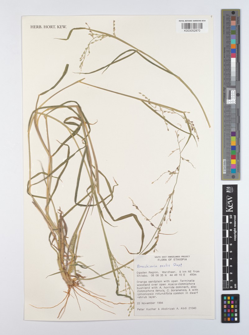 Urochloa ovalis photo 2