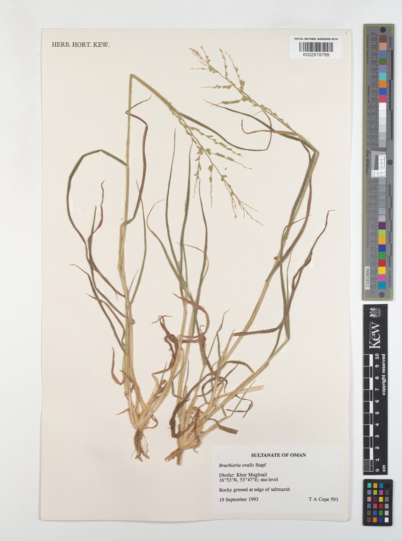 Urochloa ovalis photo 3