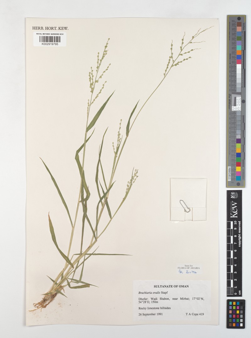 Urochloa ovalis photo 4