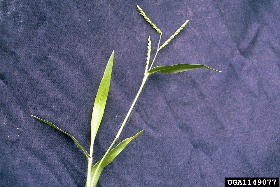 Panic Liverseed Grass photo 4